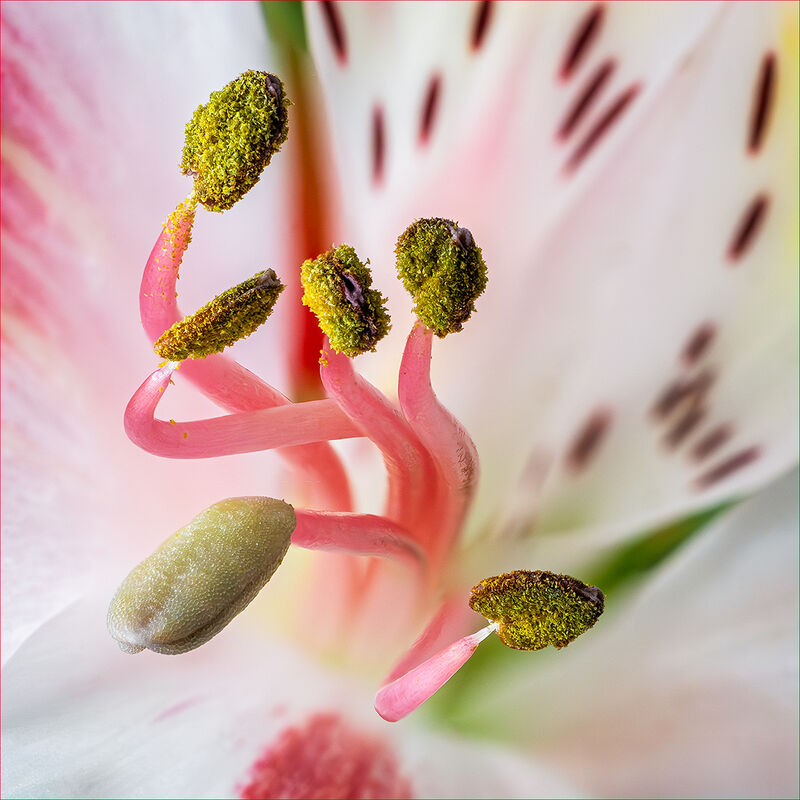 1st Nigel Du Jardin Narrow Depth Of Field Alstroemaria Stamens
