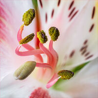 1st Nigel Du Jardin Narrow Depth Of Field Alstroemaria Stamens