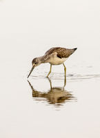 2-Honours Berni Kerrigan Annual PDI Greenshank