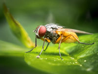 2-Honours Derek Bridel AFIAP BPE2 Annual PDI Fruit Fly Female