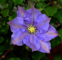 2nd=Derek Tostevin DPAGB, BPE1,In Your Garden, Clematis