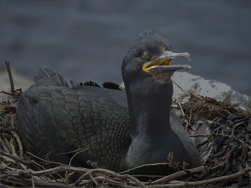 2nd Chris Massey  Nature Shag On The Nest