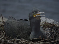 2nd Chris Massey Nature Shag On The Nest