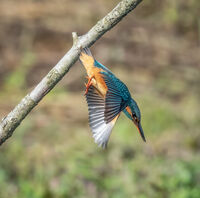 2nd= Cindy Carre , Kingfisher