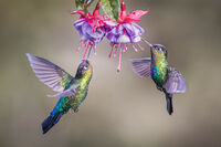 2nd Derek Bridel AFIAP, BPE2,Annual Nature PDI, Fiery-throated Hummingbirds