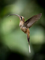 2nd Derek Bridel AFIAP, BPE2,Open Print, Longbilled Hermit