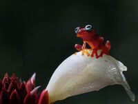 2nd Derek Bridel AFIAP, BPE2,Red-any shade, Glass Eyed In Red