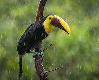 2nd Derek Bridel AFIAP, BPE2, Annual Nature Open PDI, Yellow Throated Toucan
