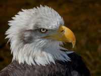 2nd Godfray Guilbert , Winged Animals, Head Of Bald Eagle