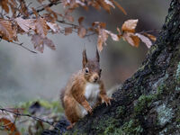 2nd Joanne Mahy  Open Red Squirrel