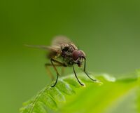 2nd John Johnson Narrow Depth Of Field Fly Half