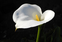 2nd= Robin Millard ,In Your Garden, Arum Lily