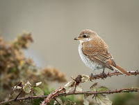 3-Merit Cindy Carre Annual PDI Red Backed Shrike