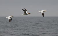3rd Anthony Le Conte , Winged Animals, Gannets