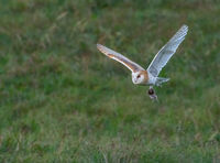 3rd= Cindy Carre , Barn Owl