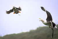 3rd Derek Bridel AFIAP, BPE2, Annual Nature Open PDI, Puffin Distracting Gull