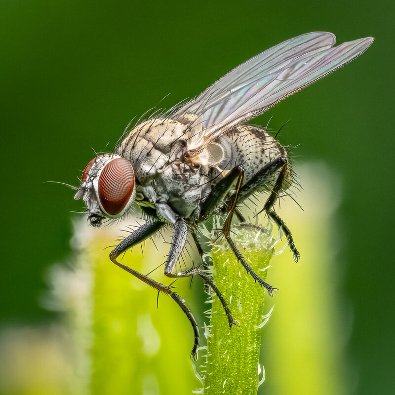 3rd Derek Bridel AFIAP, BPE2 Nature Fly Coenosia Tigrina Sp.