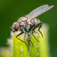 3rd Derek Bridel AFIAP, BPE2 Nature Fly Coenosia Tigrina Sp.