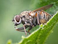 3rd Derek Bridel AFIAP, BPE2 Open Fly, Regurgitating