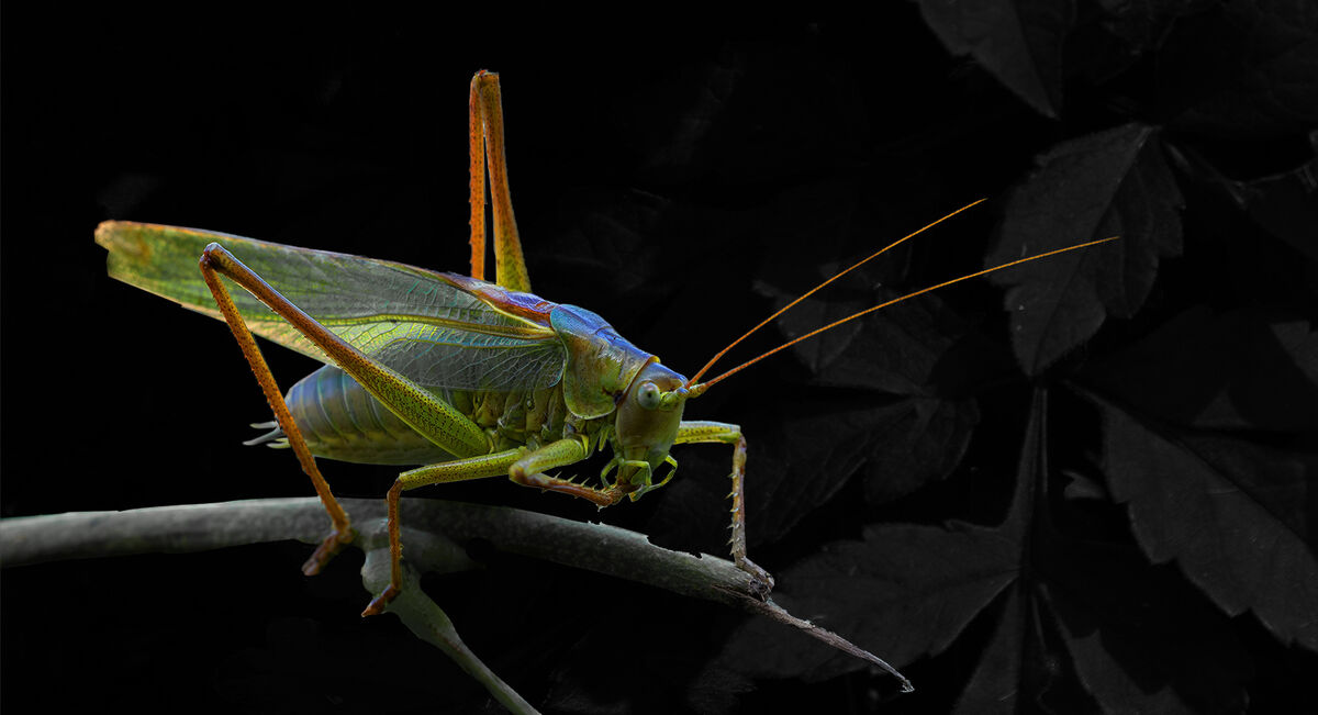 3rd Joanne Mahy ,Annual Nature PDI, Female Great Green Bush Cricket