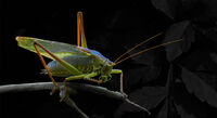 3rd Joanne Mahy ,Annual Nature PDI, Female Great Green Bush Cricket