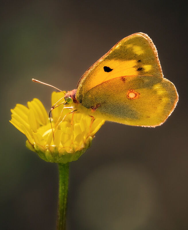 3rd Martin Sarre Narrow Depth Of Field Clouded Yellow Butterfly