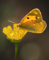 3rd Martin Sarre Narrow Depth Of Field Clouded Yellow Butterfly