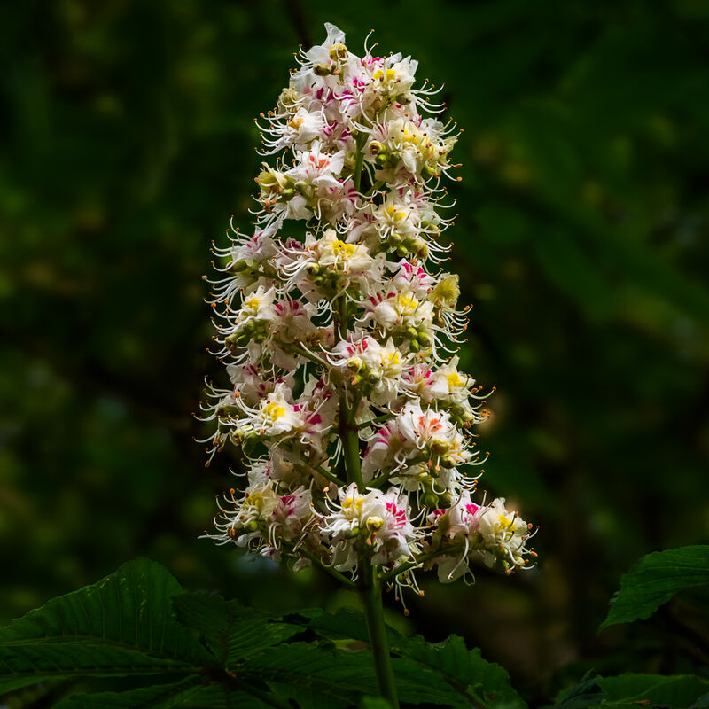 3rd= Nigel Byrom , Horse Chestnut Flowers