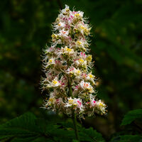 3rd= Nigel Byrom , Horse Chestnut Flowers