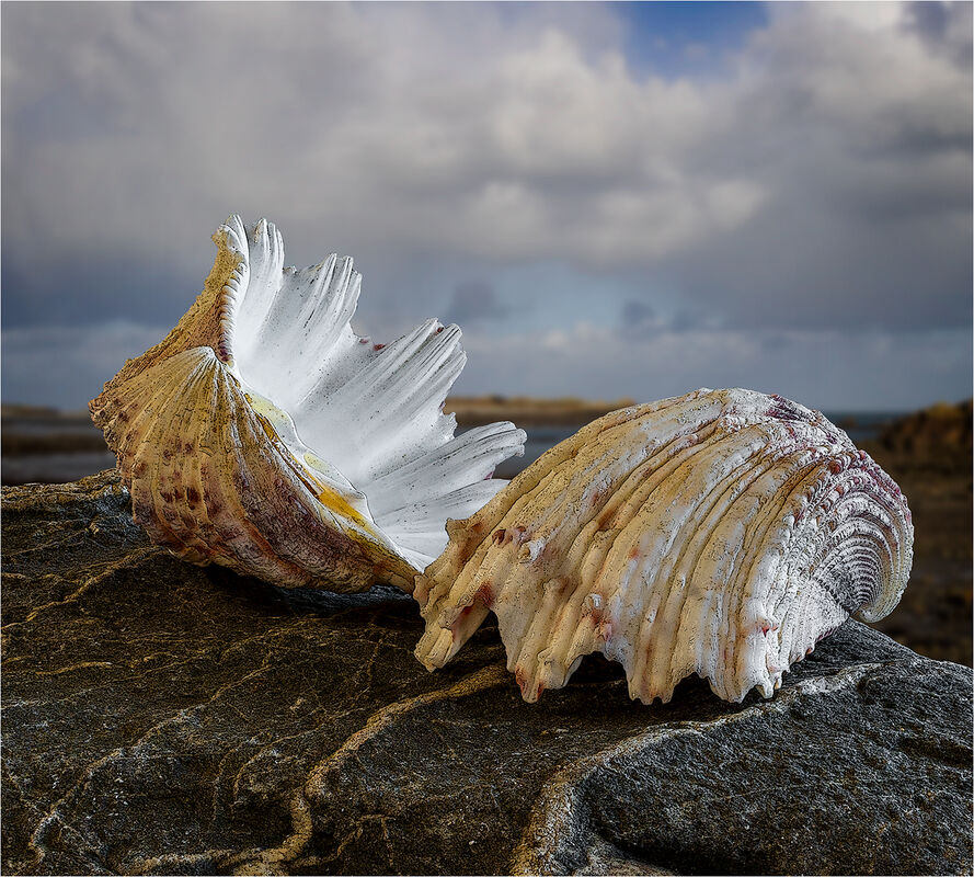 3rd Nigel Du Jardin  Still Life Clam On Stone