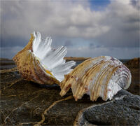 3rd Nigel Du Jardin  Still Life Clam On Stone
