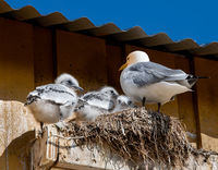4th Anthony Le Conte Annual Nature Open PDI, Kittiwake With Chicks