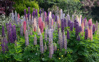 4th Anthony Le Conte ,In Your Garden, Lupins