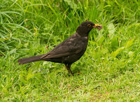 4th= Anthony Le Conte , Blackbird