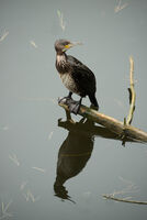 4th= Anthony Le Conte , Cormorant
