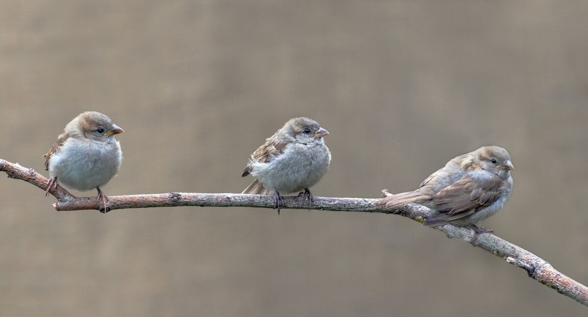 4th= David Le Prevost LRPS, House Sparrow Passer Domestics