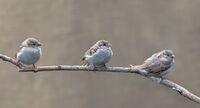 4th= David Le Prevost LRPS, House Sparrow Passer Domestics