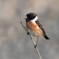 4th= David Le Prevost LRPS Nature Stonechat Singing
