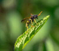 4th= Godfray Guilbert ,Annual Nature PDI, Nomada Bee