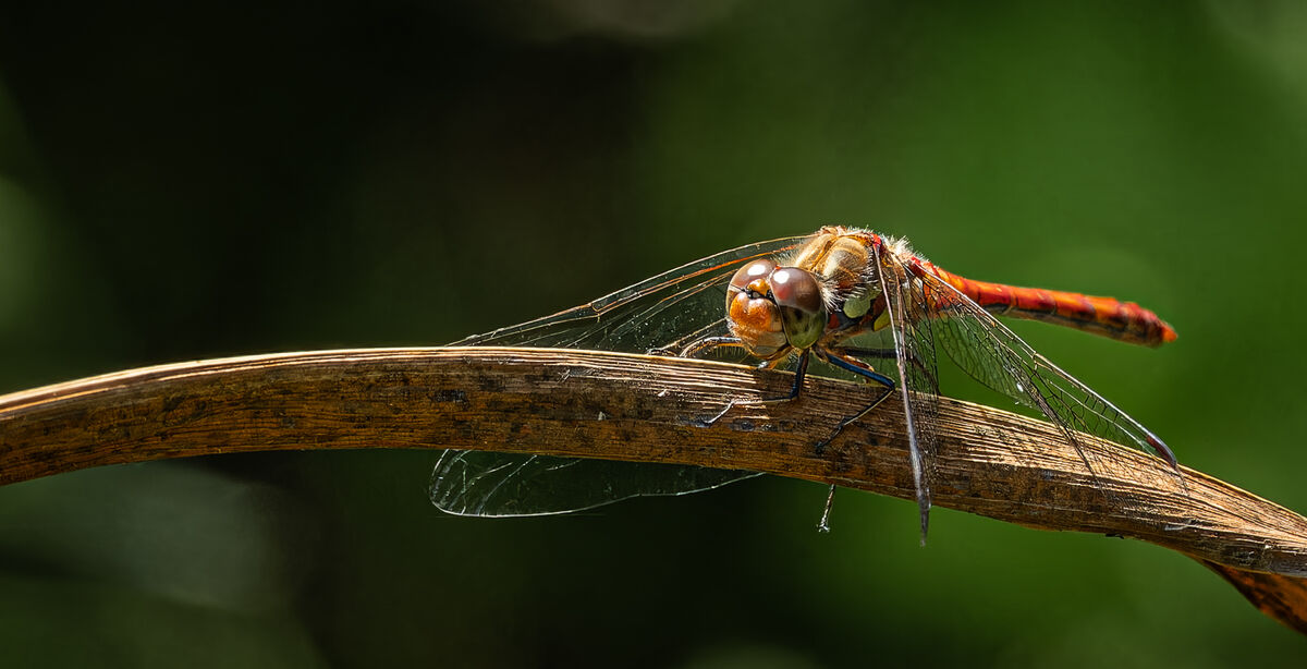 4th= Godfray Guilbert  Nature Common Darter