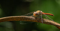 4th= Godfray Guilbert Nature Common Darter
