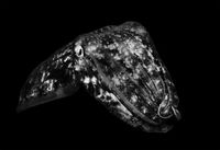 4th Joanne Mahy ,Annual Mono Print, Cuttle Fish Detail