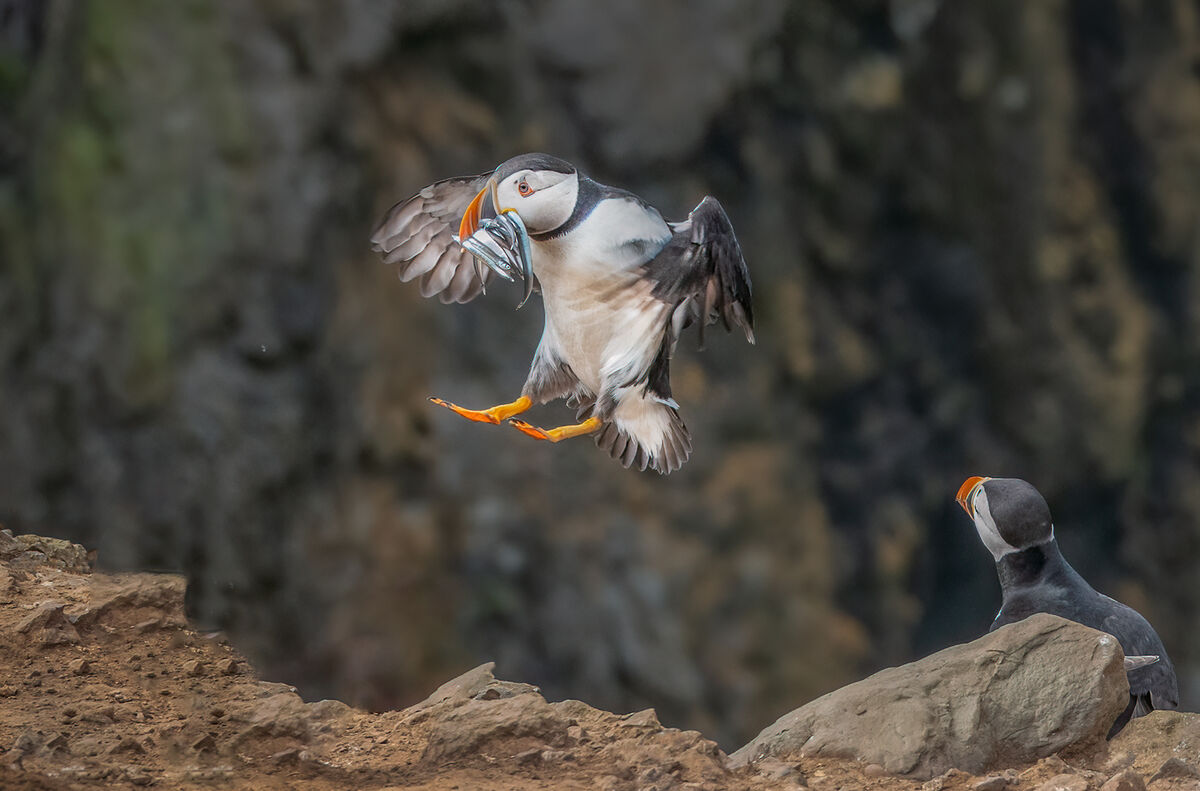 4th= Joanne Mahy ,Annual Nature PDI, Puffin Flying