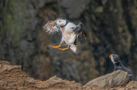 4th= Joanne Mahy ,Annual Nature PDI, Puffin Flying