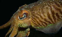 4th= Joanne Mahy , Cuttle Fish Detail