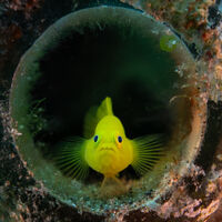 4th= Joanne Mahy Nature Goby In A Bottle