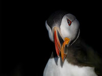 4th Joanne Mahy  Open Puffin At Night