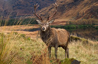 4th= Martyn Elliston LRPS,Open Print, Glencoe Deer