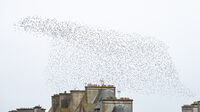 4th= Nigel Byrom LRPS, CPAGB, AFIAP, BPE3 Nature Starlings In Polar Bear Formation