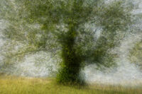 4th= Nigel Byrom ,Open Print, Tree In The Park